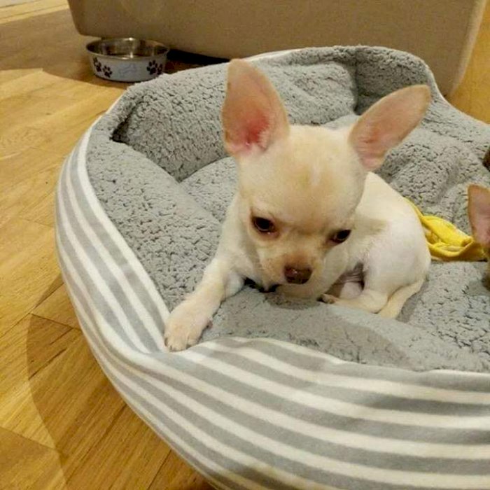 Chihuahua De Pelo Largo Bebe Para Comprar Al Mejor Precio De Venta Cypress Texas Venta De Perros