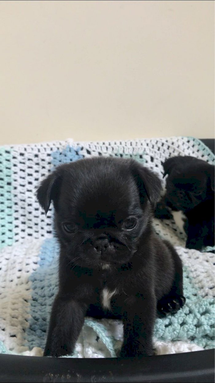 Venta De Perro Pug Bebe Miniatura Negro A Excelente Precio Burlington Vermont Venta De Perros