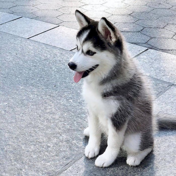 Cachorros Husky Siberiano Negro Con Blanco De Ojos Azules En Venta Fort Lauderdale Florida Venta De Perros