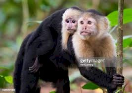 Mono capuchino negro macho para comprar al mejor precio de venta del mercado