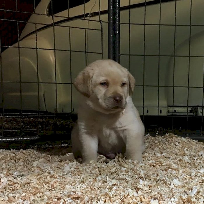 Cachorros labrador miniatura bebé marrón a precio de costo
