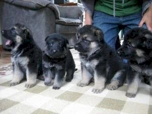 Cachorros de pastor mix alemán con belga en venta
