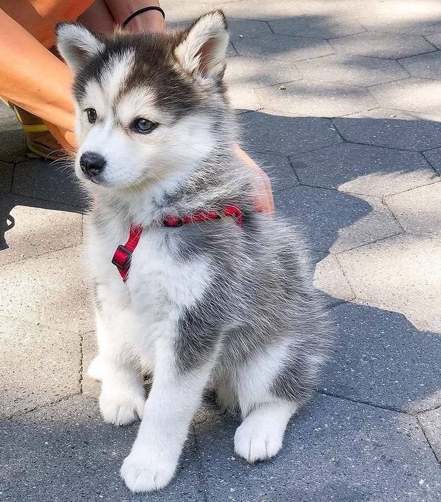 Adorables Cachorros Husky Siberiano Miniatura Blanco Negro Y Gris En Venta Chicago Iilinois Venta De Perros