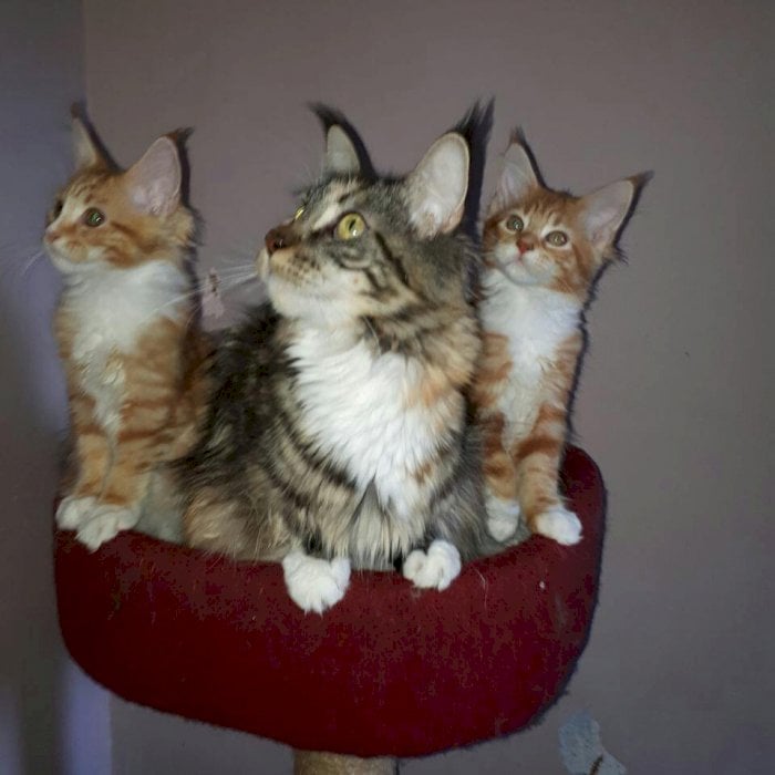 Maine Coon Tricolor Macho Y Hembra De Raza Disponible Para La Venta