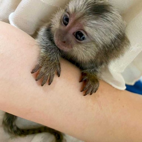 Monos Titi Como Mascota Macho Al Mejor Precio De Venta Del Mercado Meriden Connecticut Monos En Venta