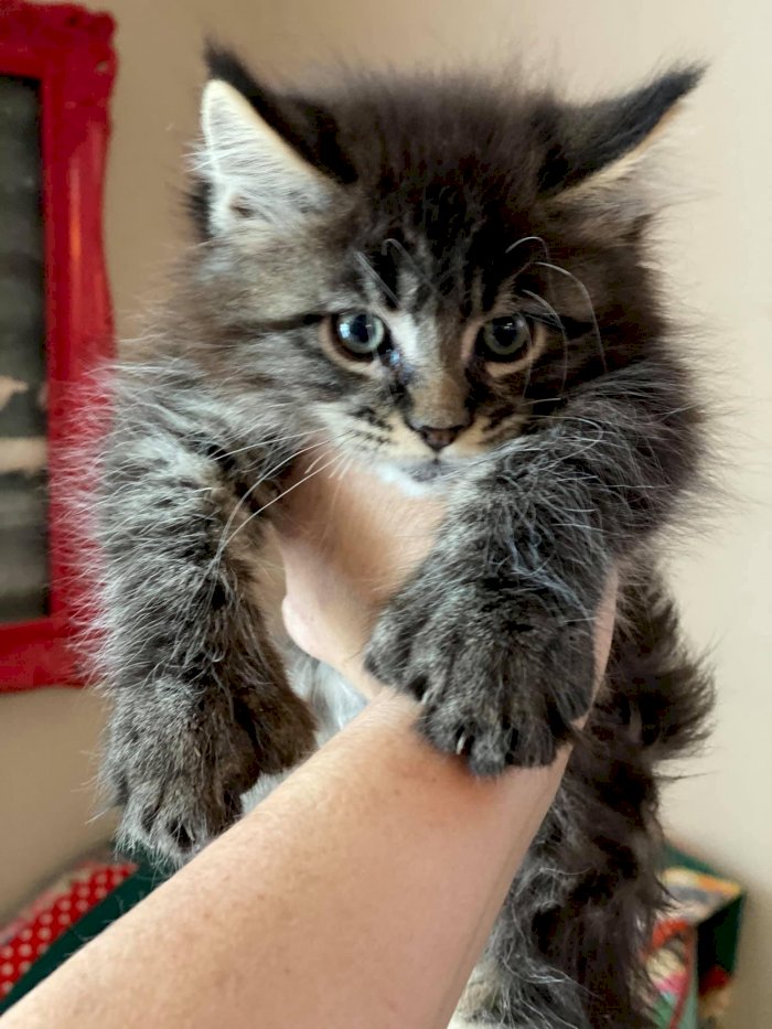 Gato gris de maine coon de 8 meses a la venta
