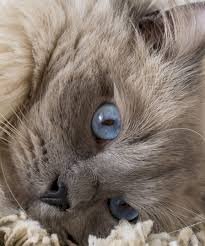 Lindo y hermoso gato ragdoll cachorro gris en adopcion
