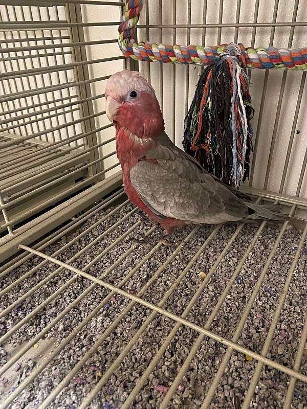 Cacatua cockatoo pecho rosa hembra al mejor precio de venta