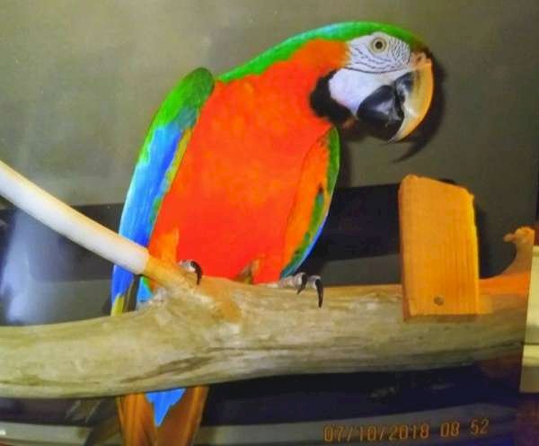 Guacamaya catalina tricolor de mascota a la venta