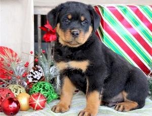 Rottweiler original negro macho de raza disponible en adopcion