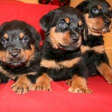Cachorros de rottweiler en venta color negro y marrón baratos