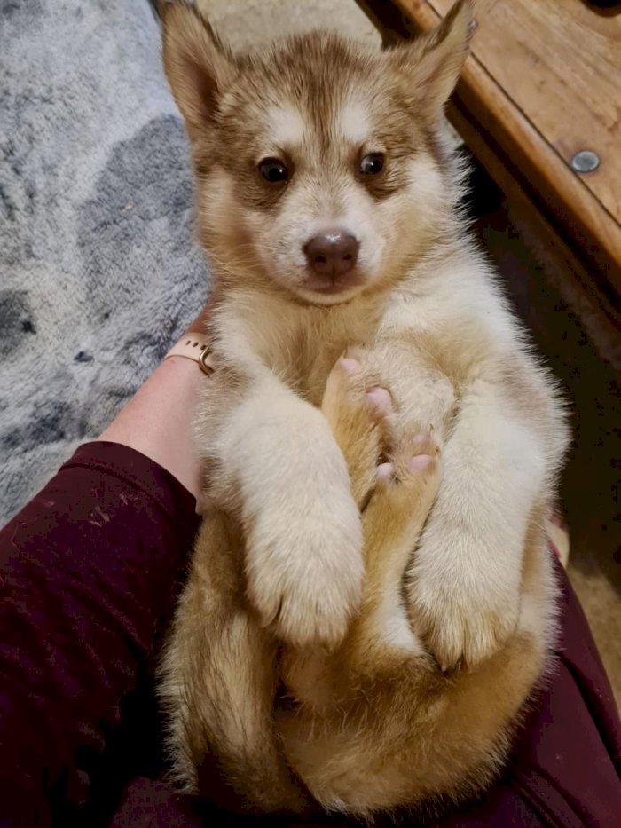 Cachorro de husky siberiano de raza pura en adopcion