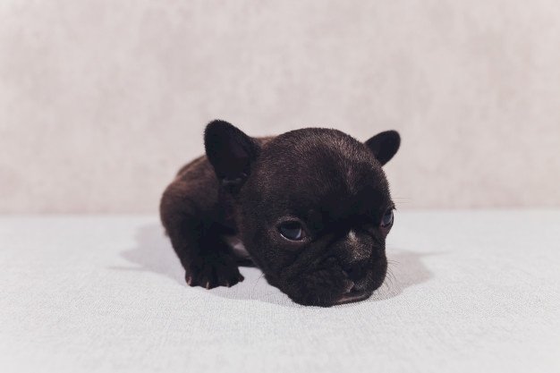 Bulldog frances venta hermoso de color negro bebe disponible