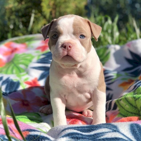 Pitbull terrier americano hembra en venta