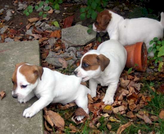 Cachorros jack russell terrier en venta para comprar a muy buen precio