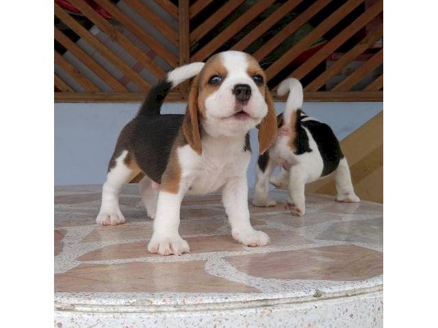Adopcion de perros beagle macho y hembra de raza gratis con entrega inmediata