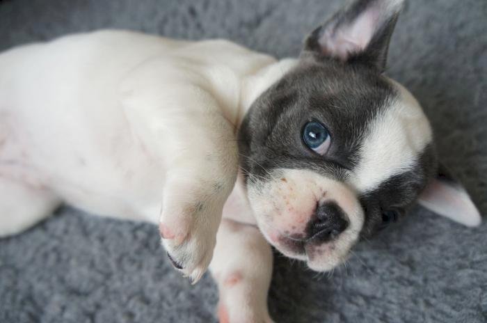 Bulldog frances cachorro de 3 meses blanco y negro en venta