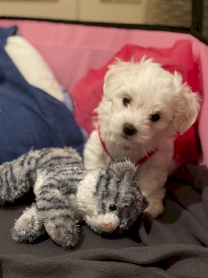 Bichon frise bebe blanco de raza para comprar a buen precio de venta