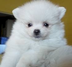 Pomerania blanco puppies macho y hembra de 3 meses en venta