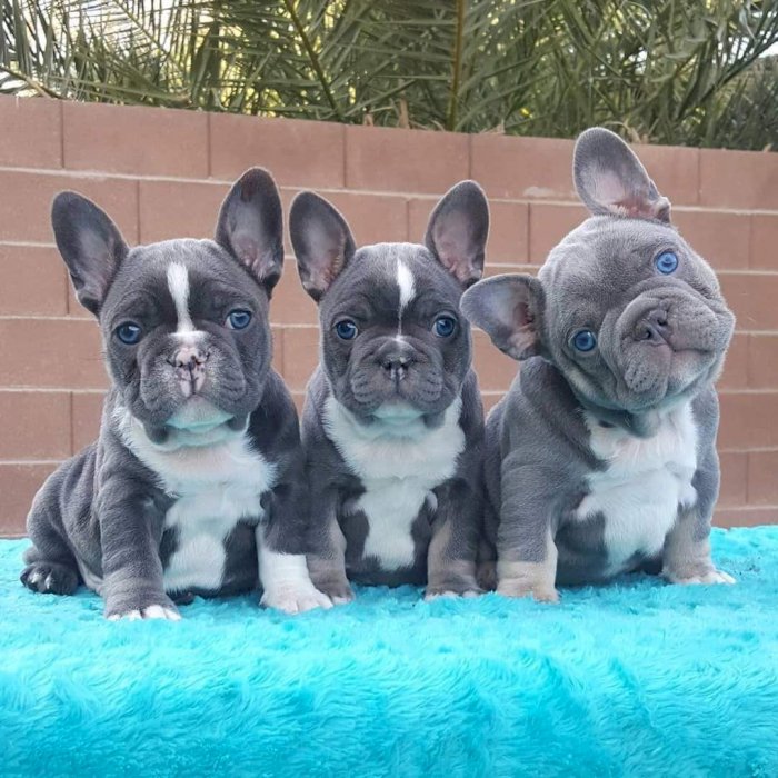 Bulldog frances blue merle de 2 meses en venta a precio de costo