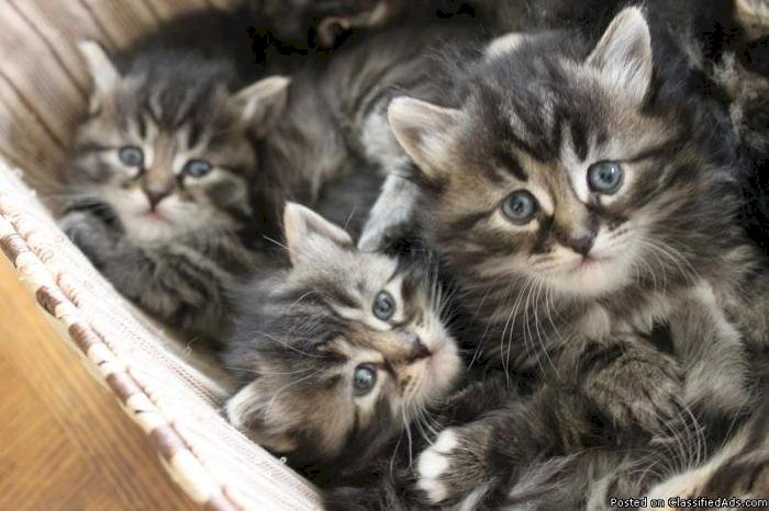 Gatitos siberiano hipoalergenicos macho y hembra en venta