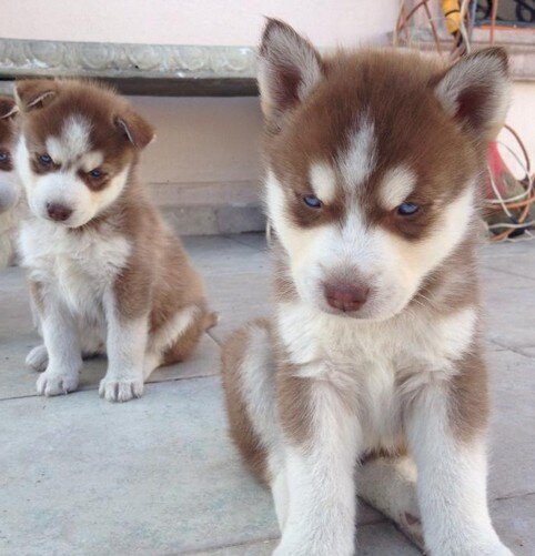 Cachorros husky siberiano marrón con blanco de 3 meses en venta