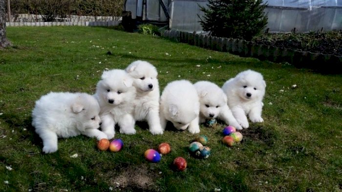 Samoyedo perro blancos recien nacido para adoptar