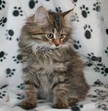 Gato siberiano gris en venta de criadero