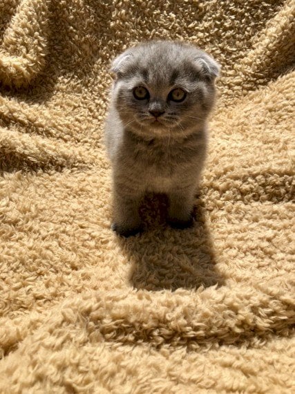 Scottish fold gatil color gris a buen precio para regalo