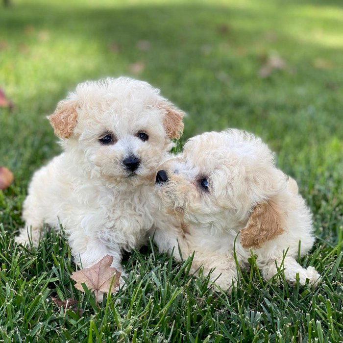 Adorable cachorro de raza moodle disponible para adopción de color blanco