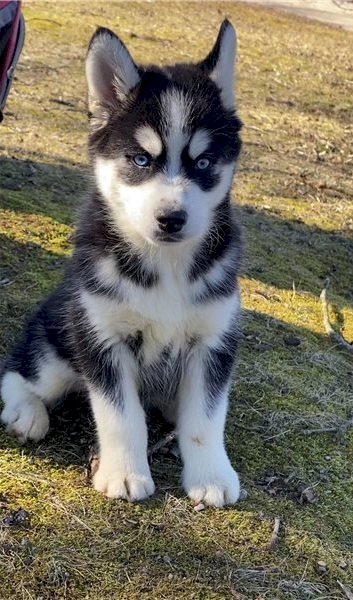 Cachorro pomsky siberiano gris ojos azules en adopción de criadero