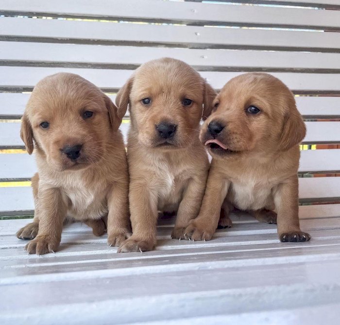 Cachorros de raza labrador francés en venta