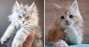 gratis Gatitos maine coon disponibles para adopción