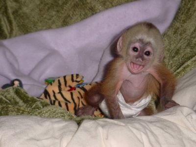 Mono capuchino hembra cara blanca al mejor precio de venta