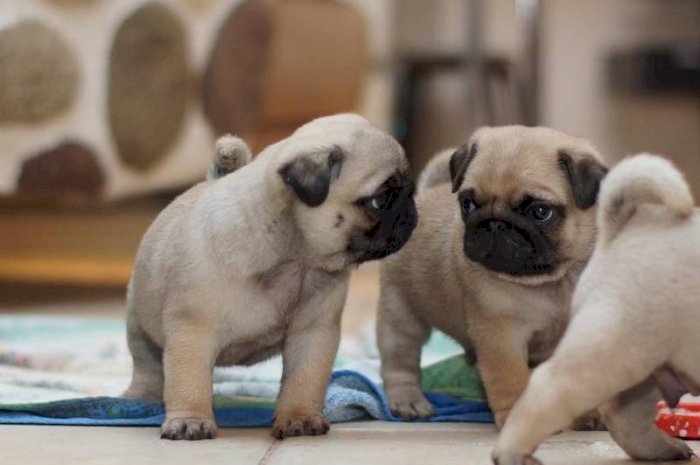 Cachorros de raza pug carlino de 2 meses en adopción