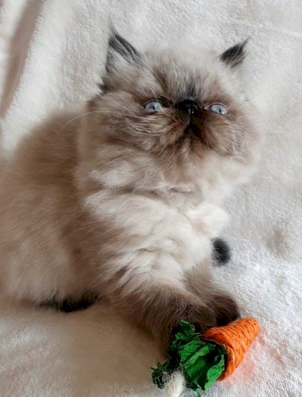 Exotico gato persa himalayo bebe para la venta
