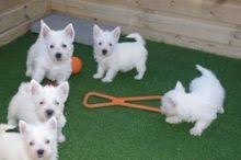 Perros de raza west highland white terrier machos y hembras en venta