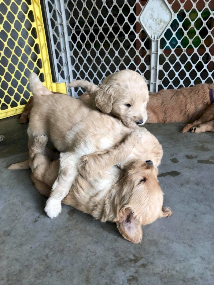 Cachorro raza goldendoodle mini macho en adopción
