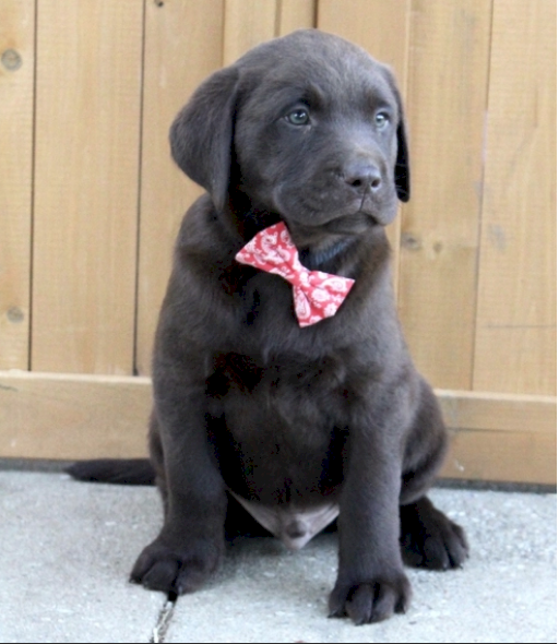 Perro de Labrador retriever original bebe negro en venta al mejor precio
