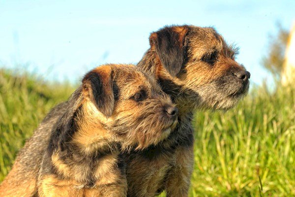 Cachorros de raza border terrier en criadero para venta al mejor precio