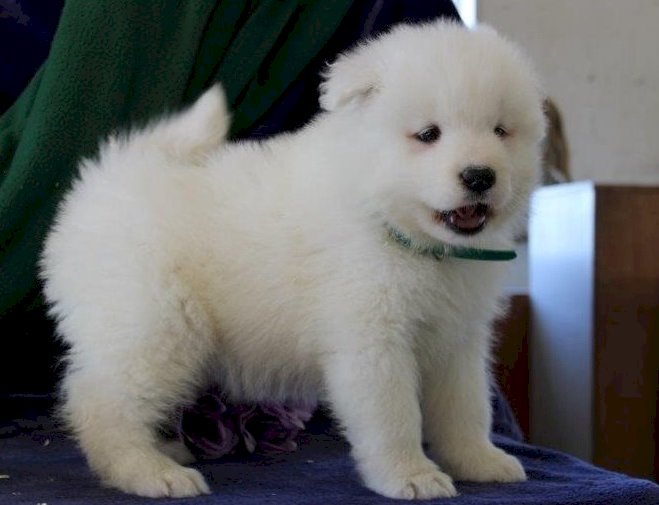 Cachorro blanco pura raza samoyedo ojos azules