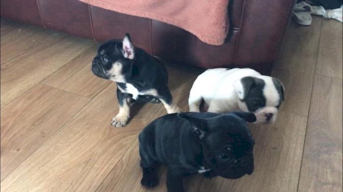 Cachorros bulldog francés mini blanco y negro al mejor precio de venta