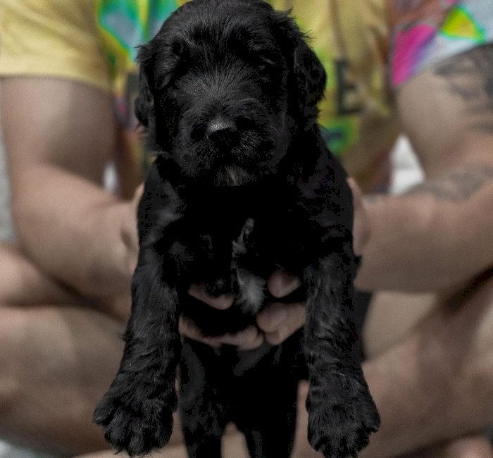 Cachorro raza goldendoodle macho negro de 2 meses en adopción