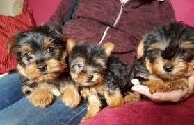 Perros de raza yorkshire mini hembra para la venta a buen precio