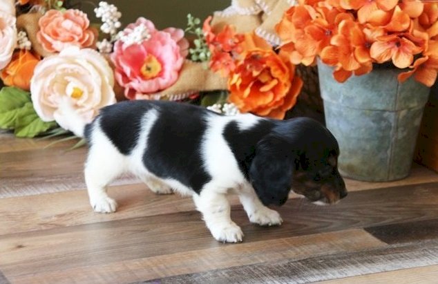 Se venden cachorros teckel negro con blanco para comprar disponibles a la venta