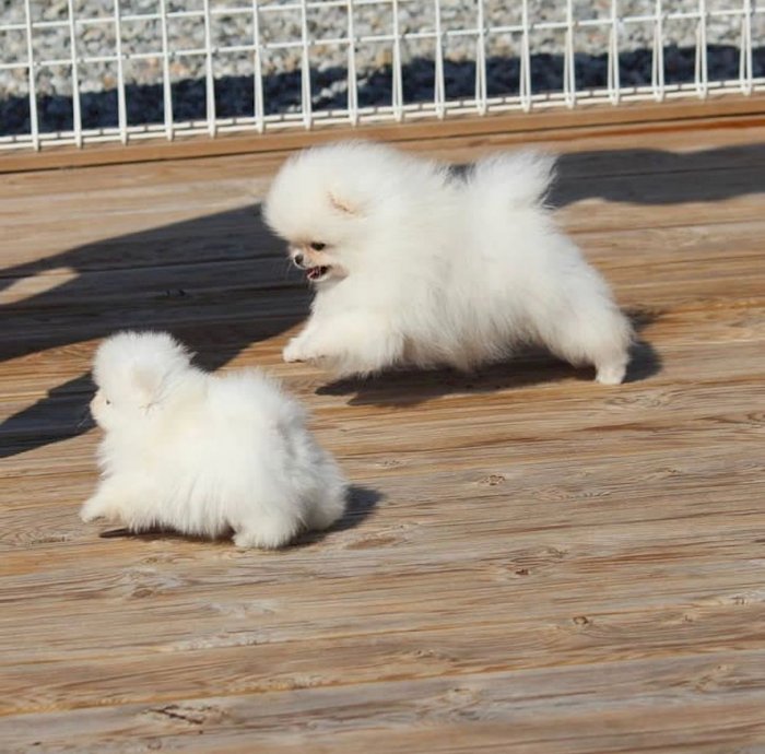 Pomerania Bebe blanco mini toy cara de oso en venta