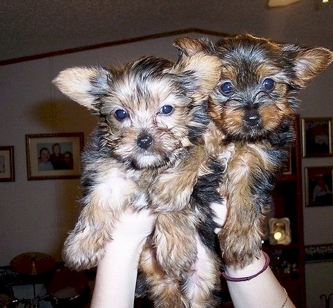 Cachorros yorkshire terrier mini en venta