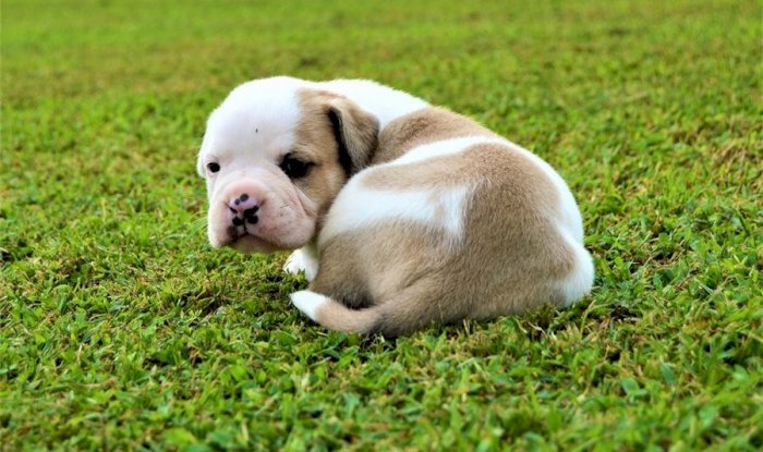 Cachorros de bulldog americano mini marron con blanco recien nacido en venta