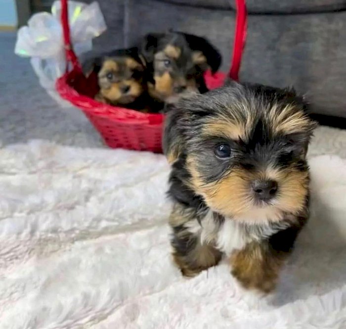 Yorkie Teacup Puppies en Adopción