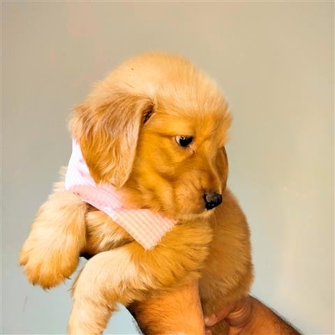 Pequeño cachorro bebe de Golden retriever americano café a buen precio de compra